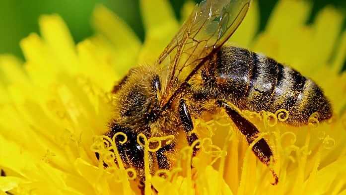 Biene im Blumenstaub