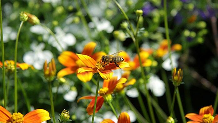 Wie gestalte ich meinen Garten für Bienen?