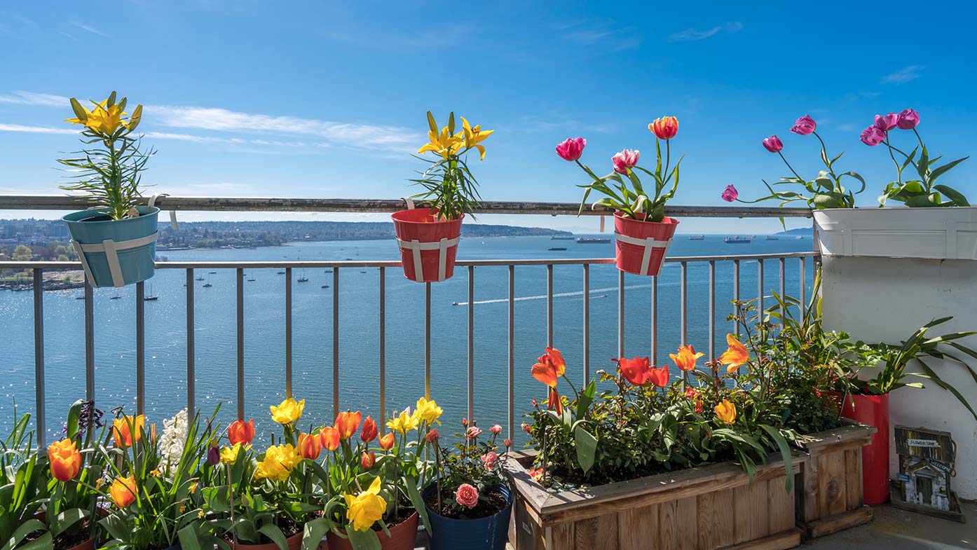 Tulpen auf Balkon mit Ausblick