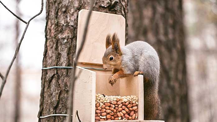 Eichhörnchen Futterstation