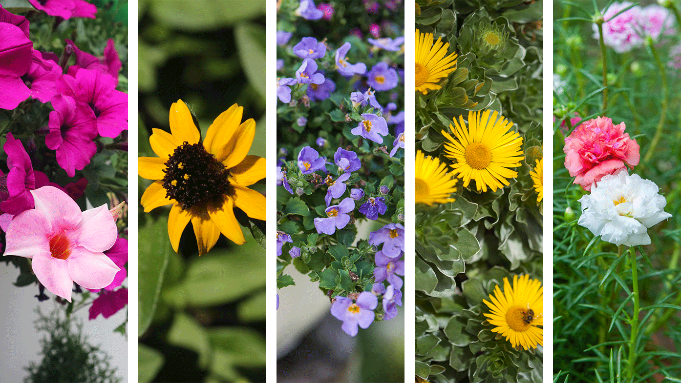 Hängeblumen in der Sonne
