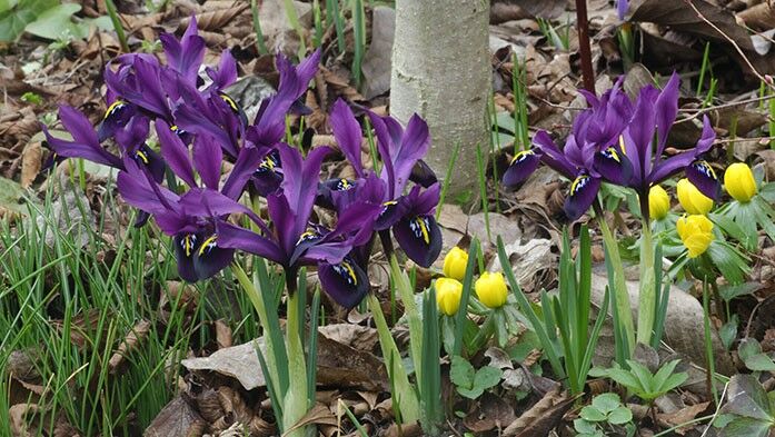 Iris histroides George