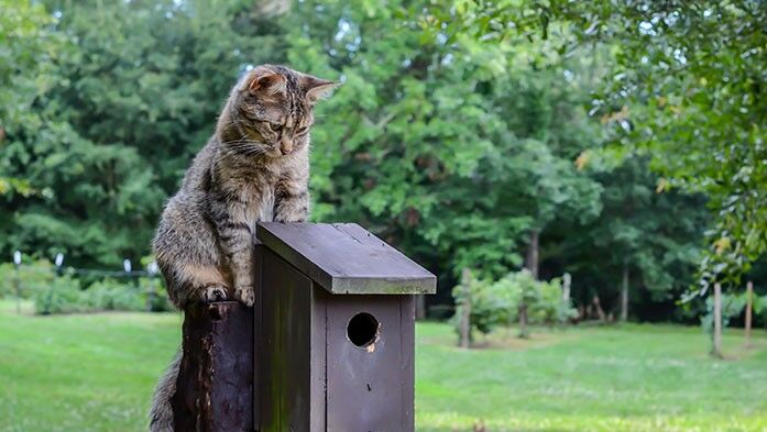 Katze sitzt auf Vogelhaus