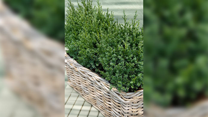 grüne winterfeste frostharte immergrüne Teichpflanzen Wassermoos-Set 3 Sorten 