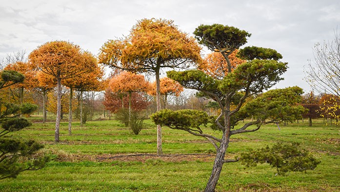 Pinusbanksiana-Bonsai