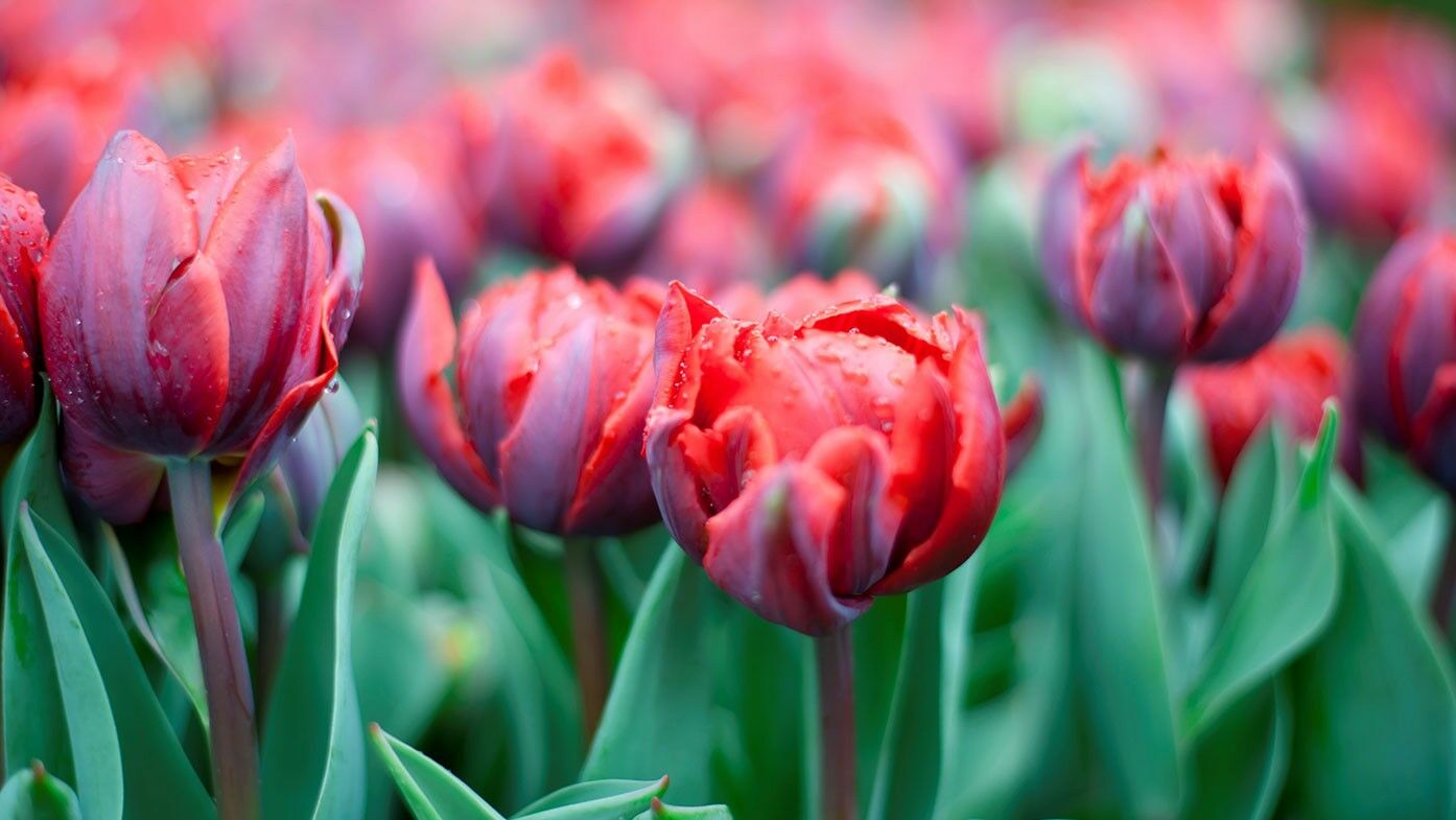 Rote gefüllte Tulpen