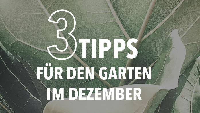 Hier sind 3 Tipps für den Garten im Dezember!