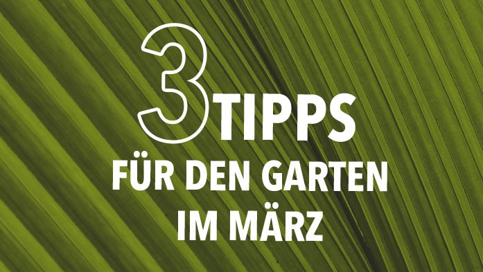 3 Tipps für den Garten im März