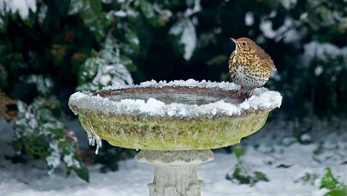 Eingeschneite Vogeltränke im Garten