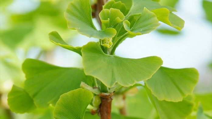 Frischgrüne Ginkgo-Blätter