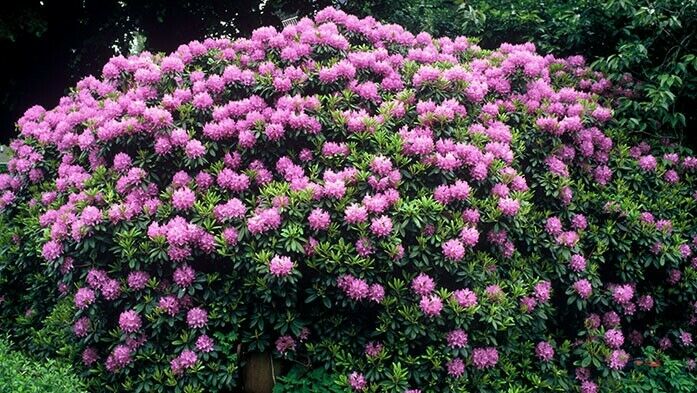 Großblumiger Rhododendron