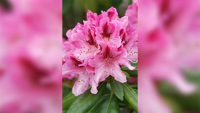 Großblumiger Rhododendron Close up