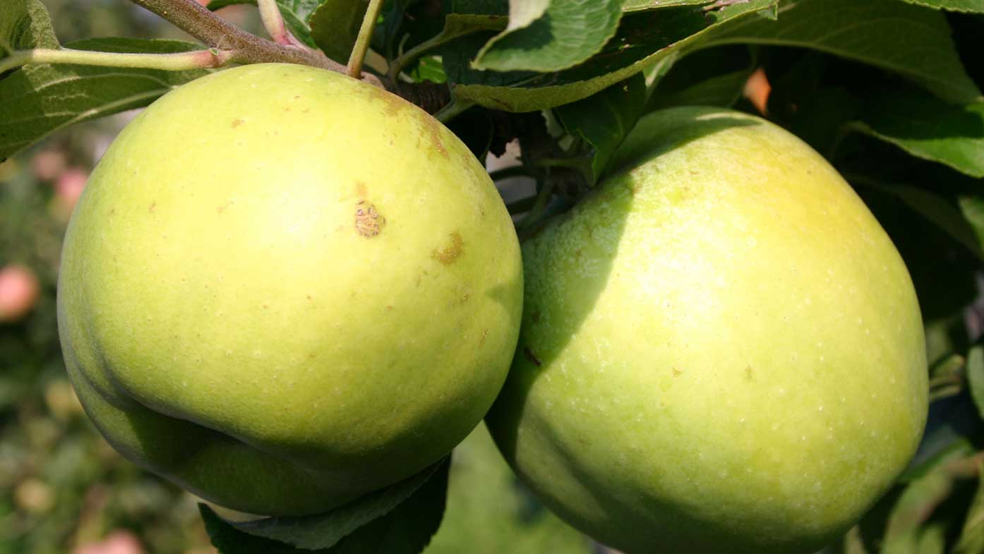 Altbewährte Apfelsorten Birnensorten Sortenbeschreibung Selbstversorger Neubuch 