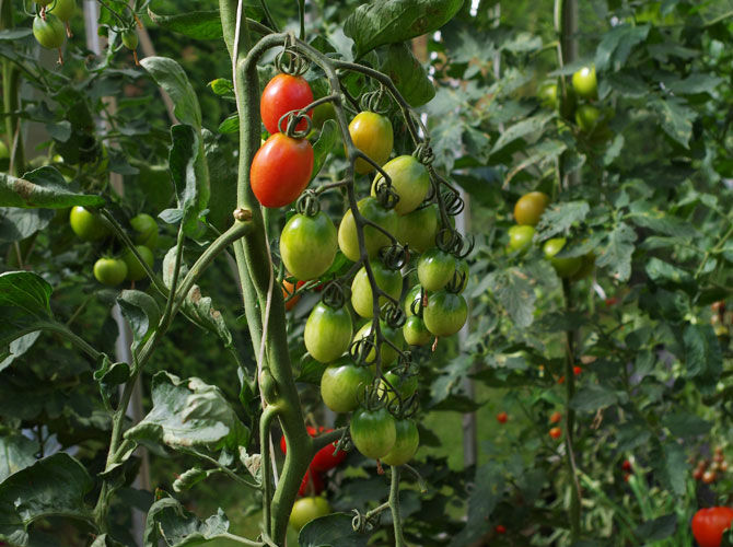 Tomaten im Gewächshaus