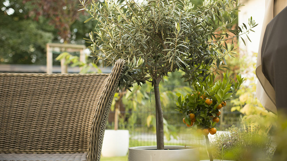 Olivenbaum im Garten