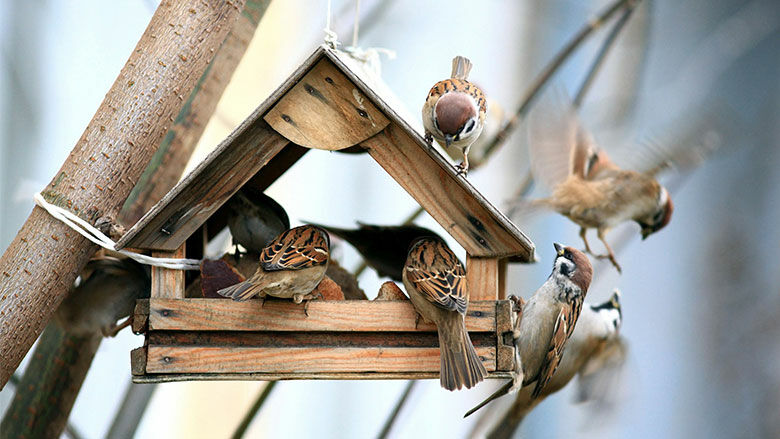 Holzhaus mit Vogelfutter