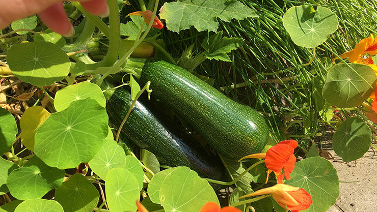 Zucchiniernte mit dem genialen Gemüsegarten Ende September