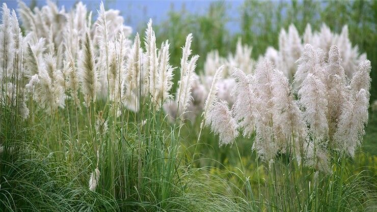 Amerikanische Pampasgras (Cortaderia selloana) im weißen Sommergarten