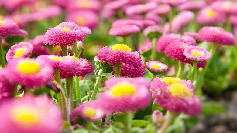 Gänseblümchen oder Maßliebchen