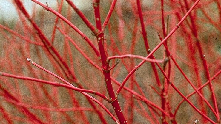 Cornus - Rot im winterlichen Garten