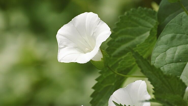 Echte Zaunwinde (Calystegia sepium) im weißen Sommergarten