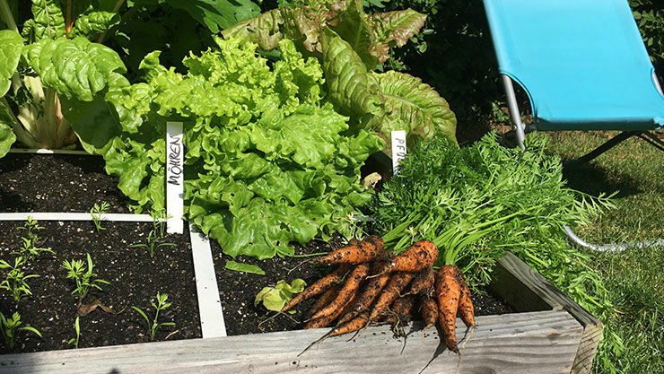 Erne mit dem Genialen Gemüsegarten Anfang Juli