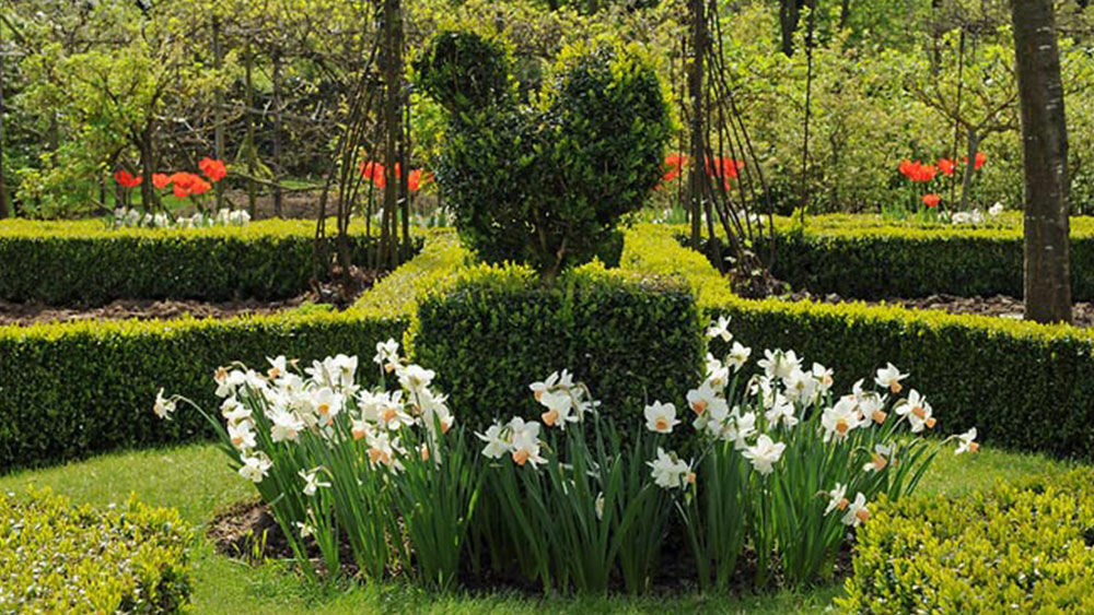 Frühlingsgarten mit Zwiebeln