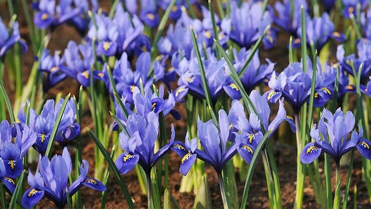 Zwerg-Iris verkürzt die Wartezeit auf den Frühling