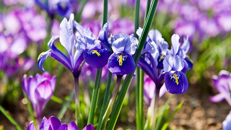 Zwerg-Iris brauchen humus- und kalkreichen Boden