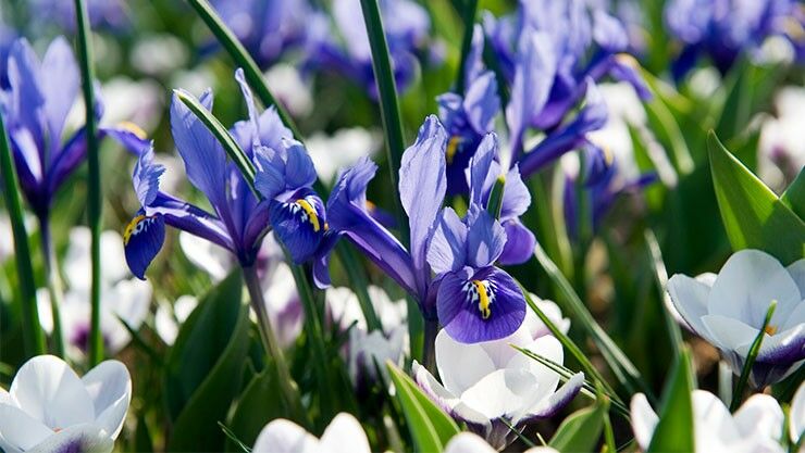 Zwerg-Iris sind Flower-Power pur
