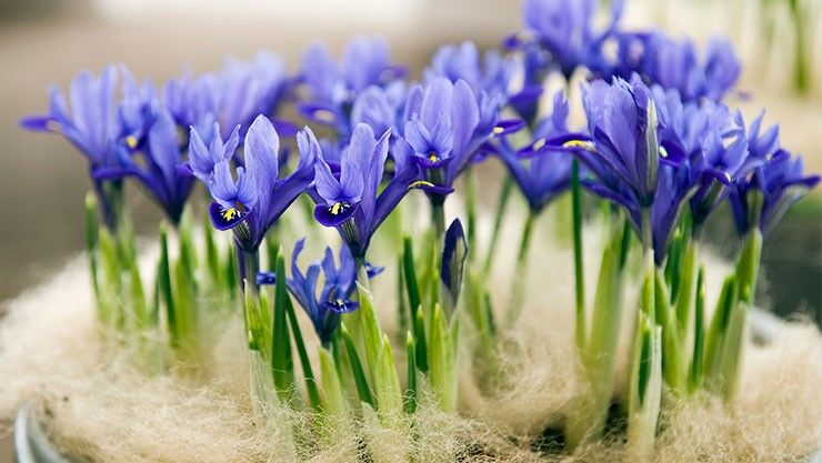 Zwerg-Iris sind auch toll im Steingarten