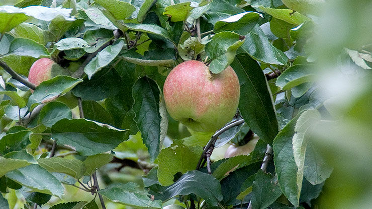 Erntezeit für Äpfel
