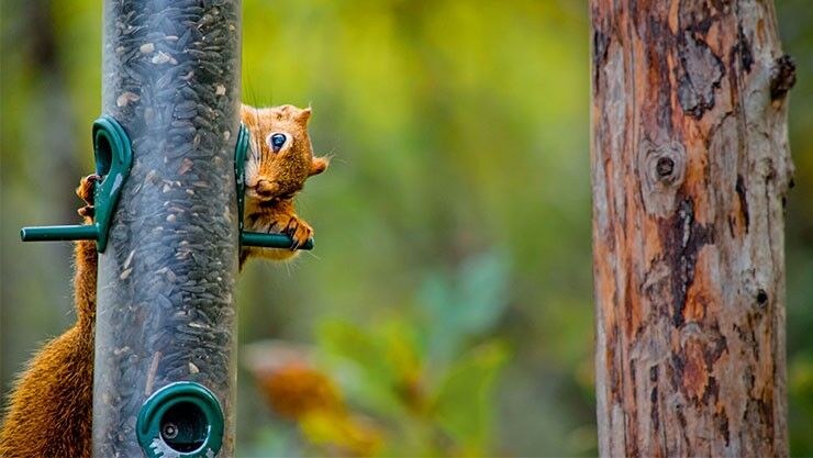 Eichhörnchen am Futtersilo im Winter