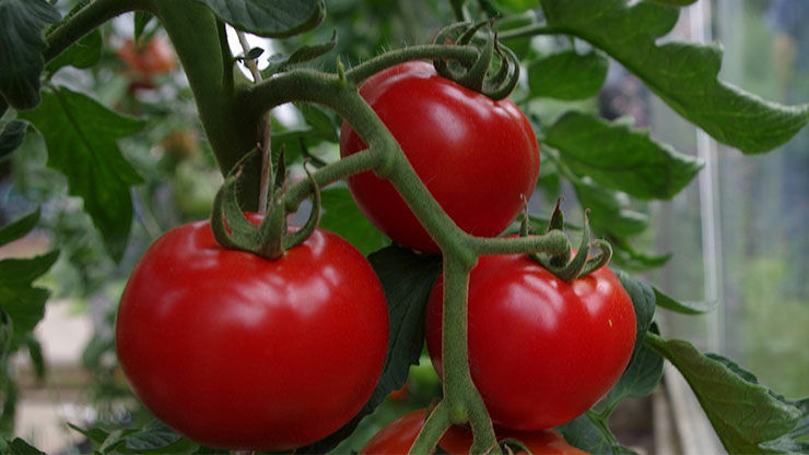 Erntsezeit für Tomaten