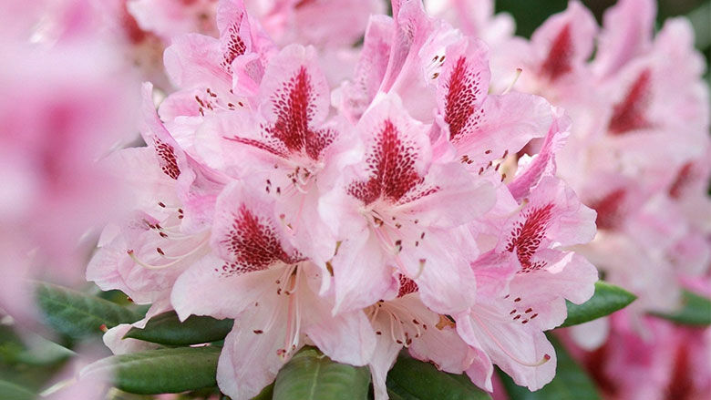 Rhododendron – vertrocknete Knospen ausbrechen