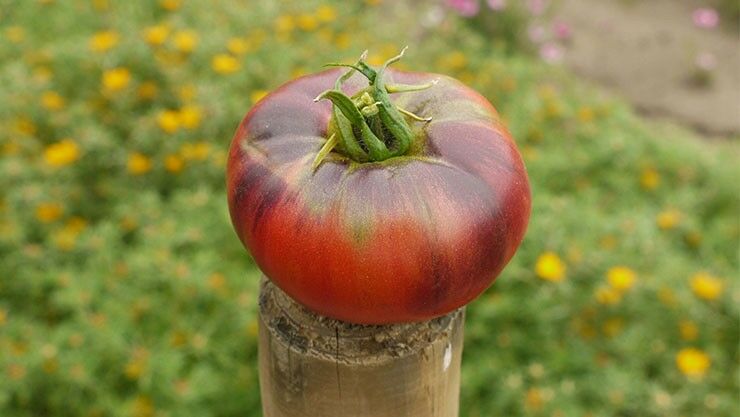 Tomate Indigo Blue für den Gemüsegarten 2018