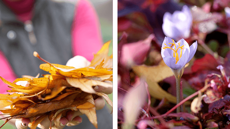 Herbstlaub – wertvoll für Mensch, Tier und Pflanze