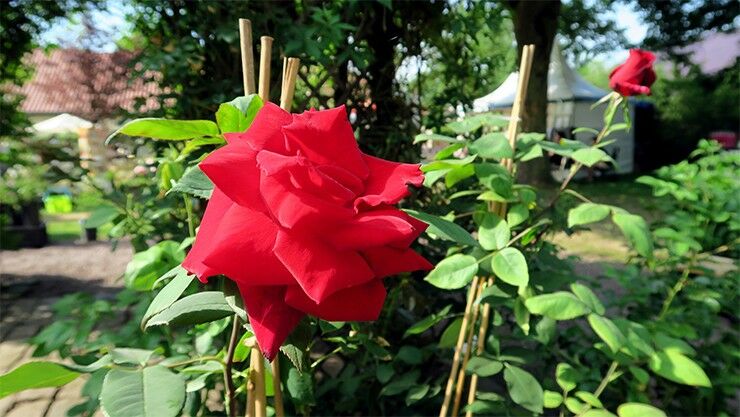 Tag der roten Rose am 12. Juni