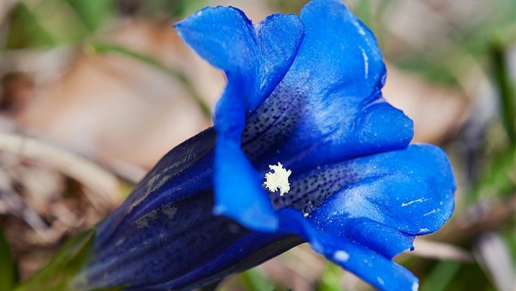 Alpen-Enzian (Gentiana alpina) in blau