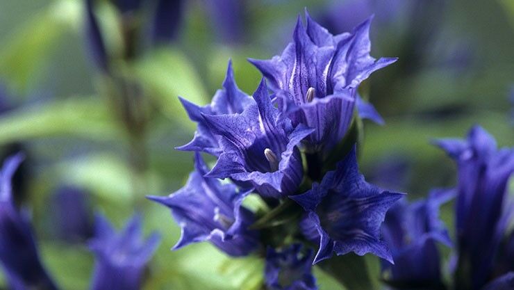 Schwalbenwurz-Enzian (Gentiana asclepiadea) in blau