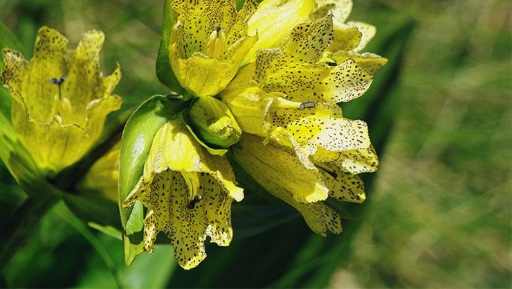 Gelbe Enzian (Gentiana lutea) in gelb