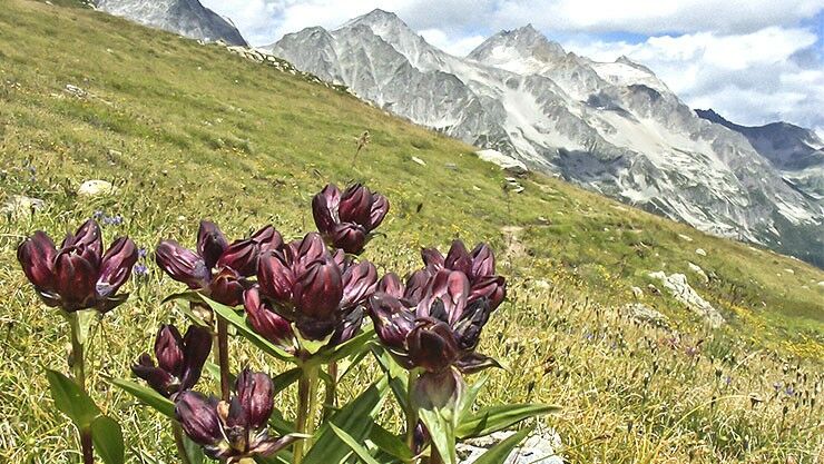 Purpur-Enzian (Gentiana purpurea) in lila