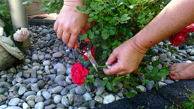 Rosen schneiden mit der Garten Primus Wunderschere
