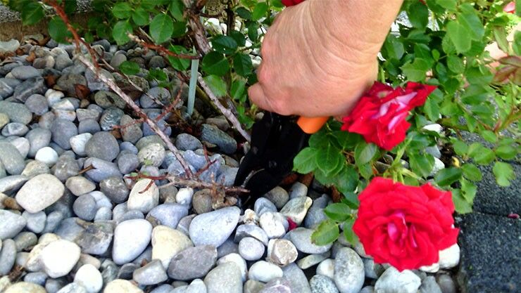 Rosen schneiden mit der Garten Primus PowerGleitschere