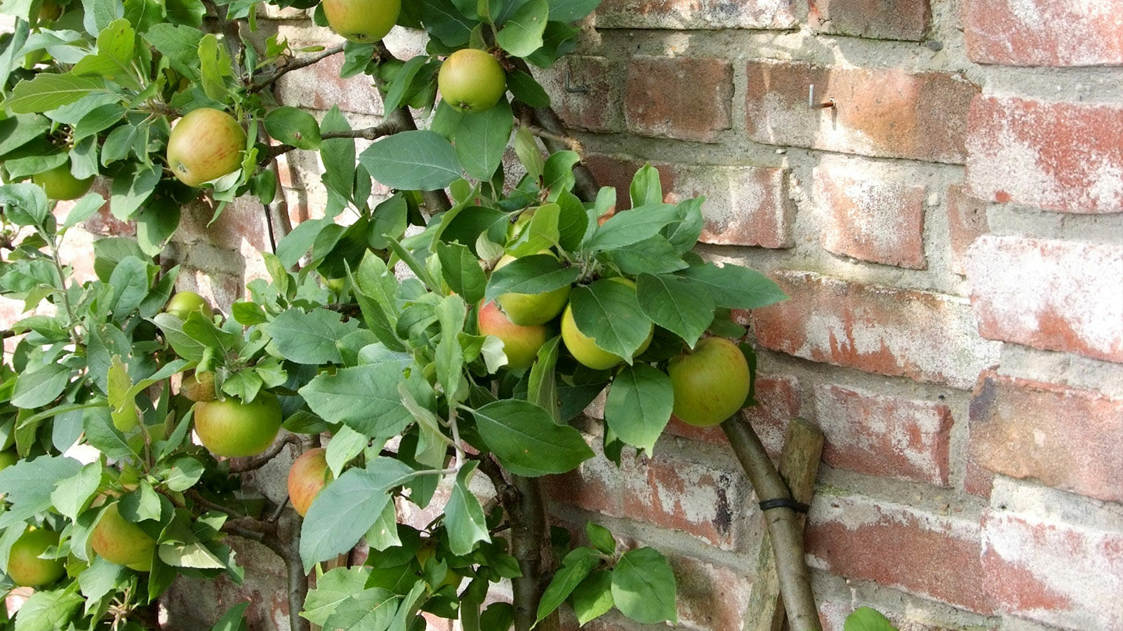 Apfelbaum vor Mauer