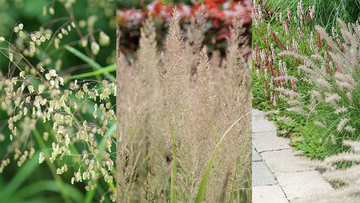 Gräser – grazile Vielfalt für Balkon und Garten