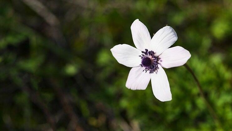 Kronen-Anemone (Anemone coronaria) im weißen Sommergarten