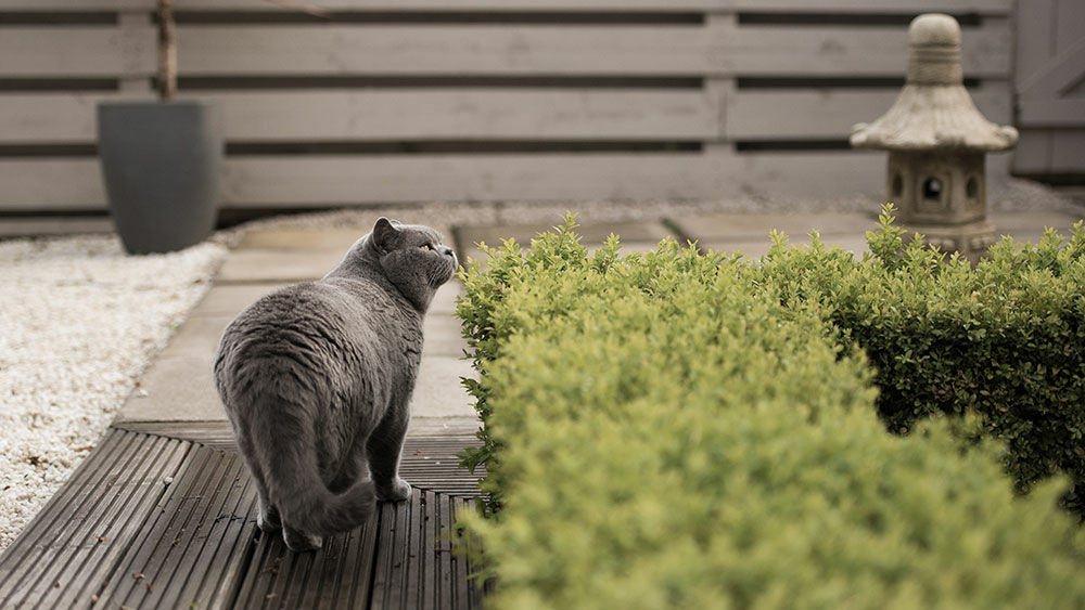 Neugierige Katze im Garten