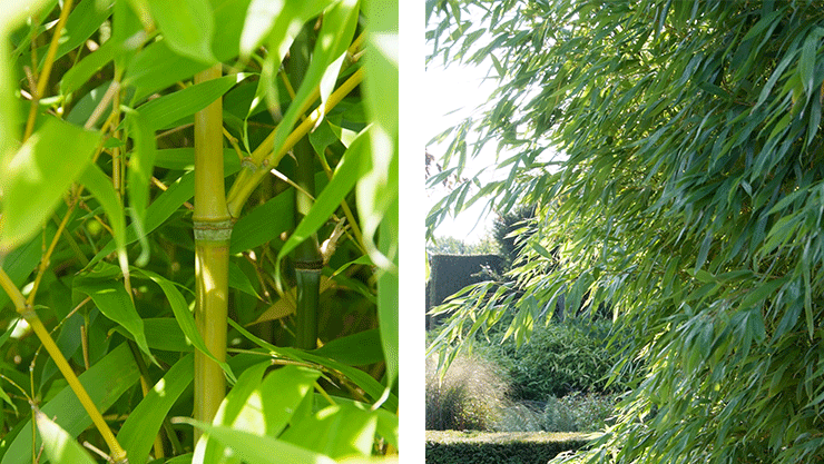Bambus Phyllostachys aurea