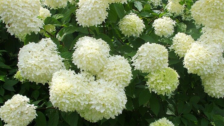 Rispen-Hortensie (Hydrangea paniculata) im weißen Sommergarten